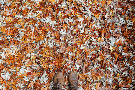 flat lay photography of pair of brown leather shoes on top of dried maple leaves thumbnail