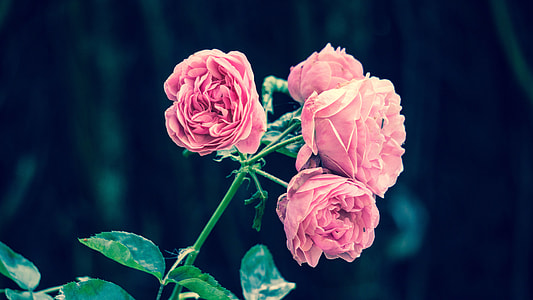 selective focus photography of pink rose thumbnail