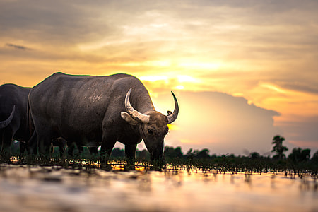 black water buffalo eating grass during golden hour thumbnail