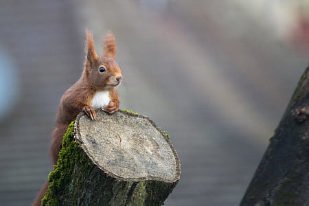 brown squirrel on cut wood thumbnail