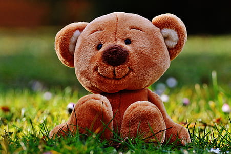 brown bear plush toy on green grass thumbnail