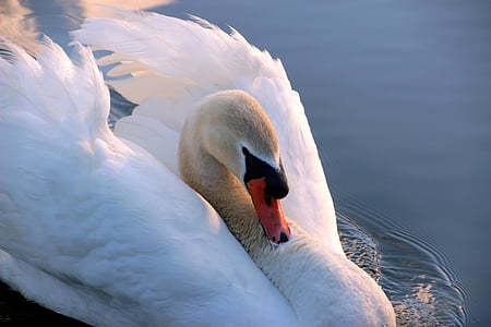 goose on body of water thumbnail