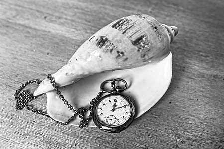 grayscale photography of pocket watch beside conch shell thumbnail