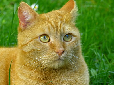 orange cat on green grass field thumbnail