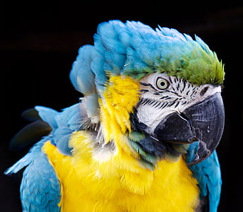 blue-and-yellow parrot thumbnail