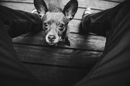 grayscale photo of puppy standing in front of person wearing pants thumbnail