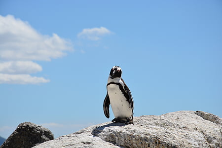 penguin stands on rock at daytime thumbnail