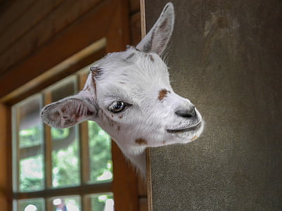 kid goat head on door thumbnail
