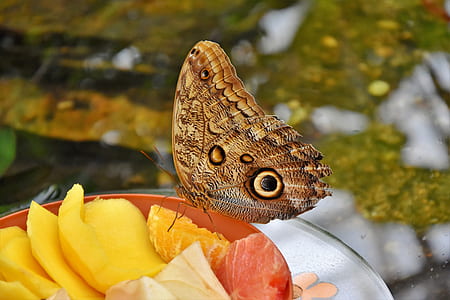 selective focus photography of morpho butterfly perched on sliced tangerine on round red plastic bowl thumbnail