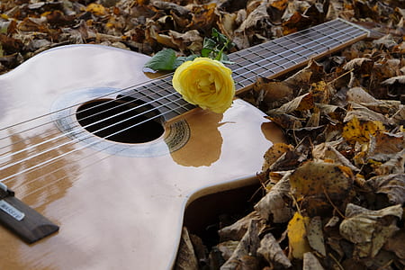 yellow rose on top of brown acoustic guitar thumbnail
