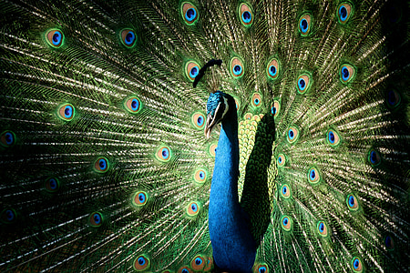 blue and green peacock thumbnail