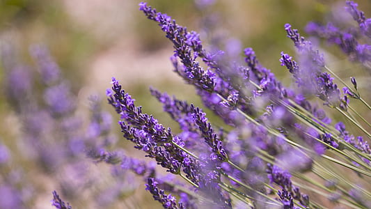 purple lavender flower in close photo thumbnail