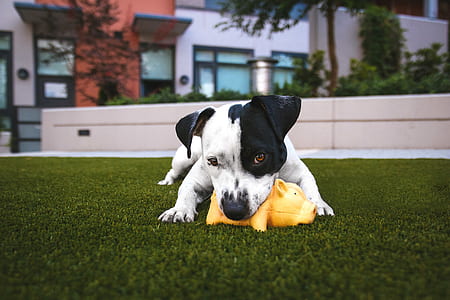 adult white and black Jack Russell terrier biting yellow pig toy laying down on grass lawn thumbnail