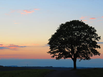 silhouette photo of green leafed tree thumbnail