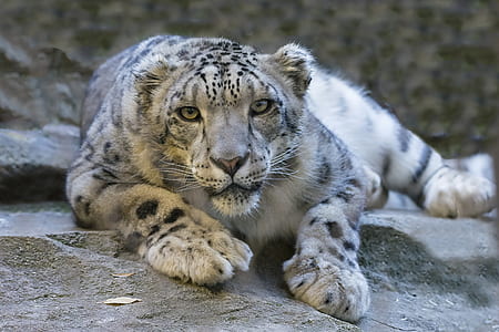leopard on rock thumbnail