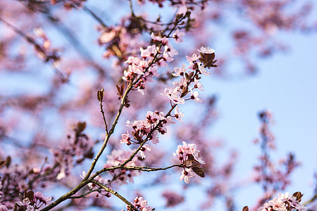 Pink spring flowers thumbnail