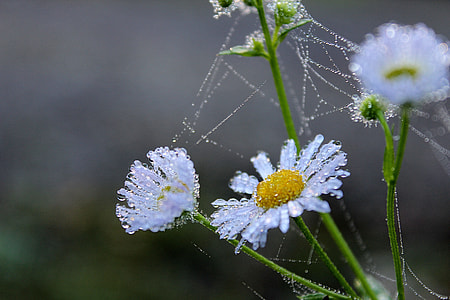 white daisies with spiderwebs closeup photography thumbnail