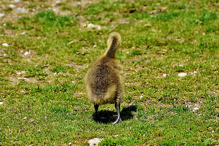 Goslings, Wildlife Photography thumbnail