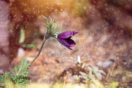 selective focus photography of purple pasque flower thumbnail