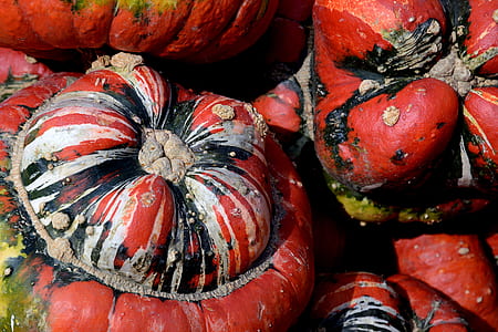 four red pumpkins thumbnail