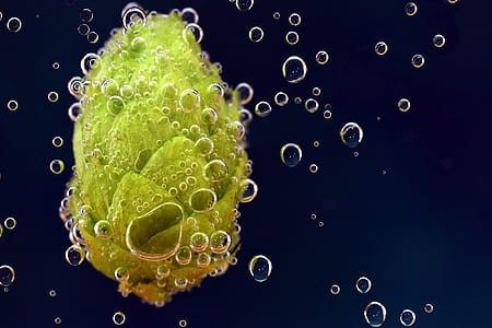 green fruit on water thumbnail