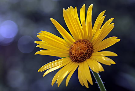 close-up photography of yellow daisy thumbnail