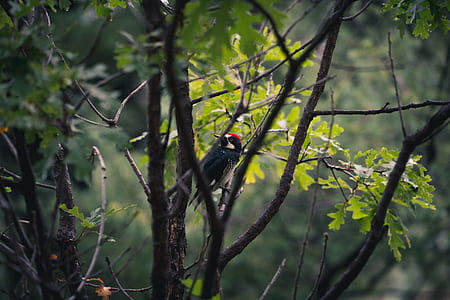 bird on the branch of the tree thumbnail