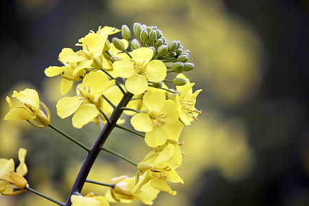 nature, flowers, garden, yellow thumbnail