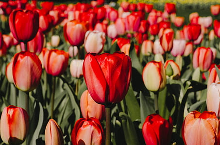 red tulip field thumbnail