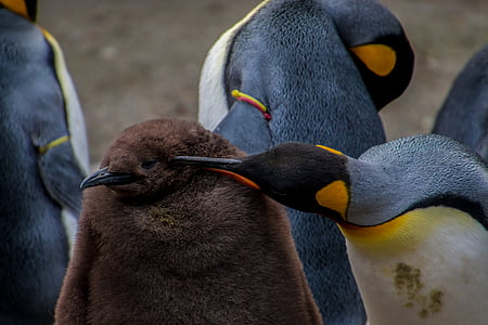 photo of brown and black penguins thumbnail