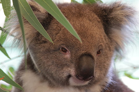 tilt shift lens photography of Koala bear thumbnail