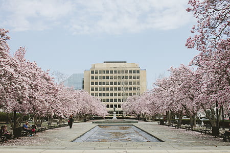 beige high-rise building surrounded by cherry blossom trees thumbnail