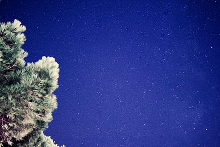 green trees thumbnail