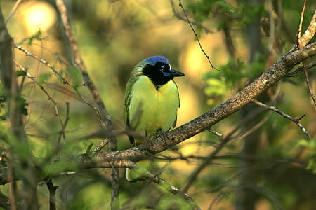 bird on tree branch during daytime thumbnail