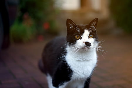 bicolor cat thumbnail