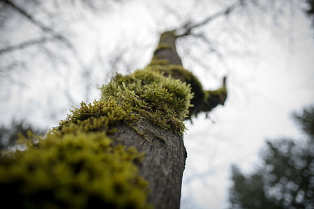 green tree thumbnail