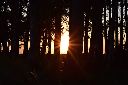 silhouette of trees under sunset thumbnail