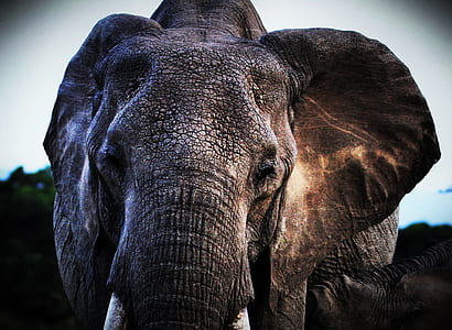 selective focus photography of gray elephant thumbnail