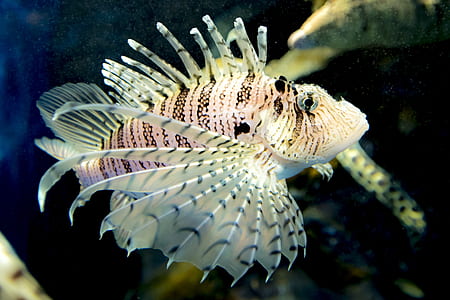 white lionfish thumbnail