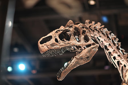 shallow focus photography of dinosaur skeleton thumbnail