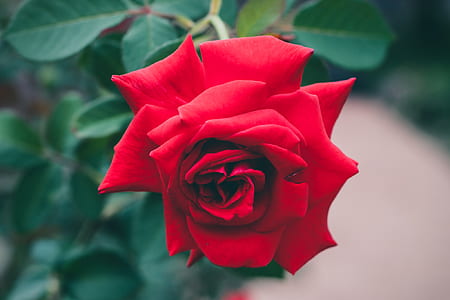 red rose flower in bloom at daytime thumbnail