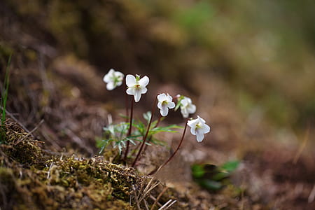 white flowers thumbnail