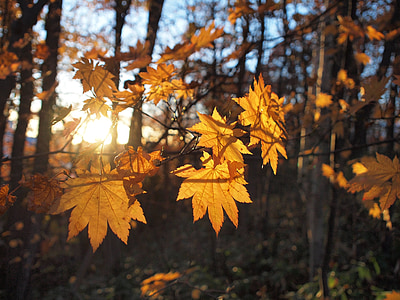 brown maple leaf hit by sun light thumbnail