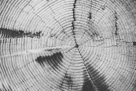 tree-rings, annulus, annual rings, tree, trunk, texture thumbnail