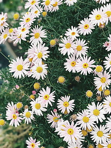 Cluster Of Daisies thumbnail
