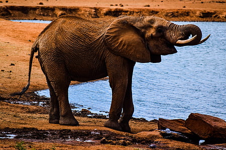 gray elephant beside body of water thumbnail