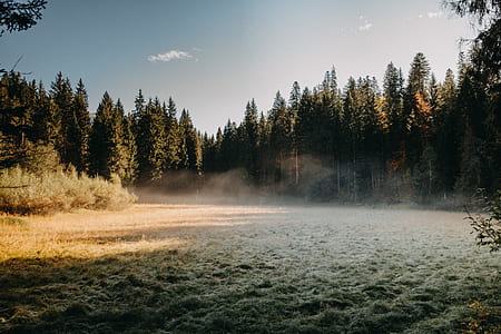 tree range and clear field thumbnail