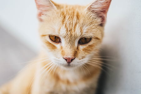 shallow focus phoot of orange tabby cat thumbnail