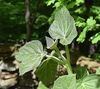 New Paulownia Leaves, Princess Tree thumbnail