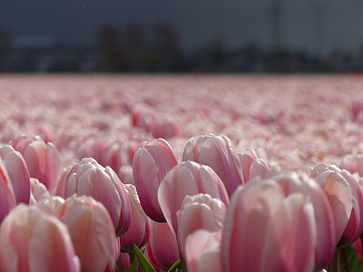 photo of pink flowers thumbnail